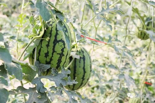 近一年吃瓜事件网红,网红事件盘点